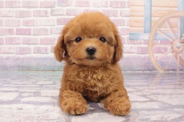 大阪府のトイプードル(トイ) (Coo&RIKU心斎橋店/2025年6月3日生まれ/女の子/オレンジフォーン)の子犬の1枚目の画像