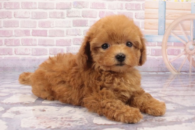 大阪府のトイプードル(トイ) (Coo&RIKU心斎橋店/2025年6月3日生まれ/女の子/オレンジフォーン)の子犬の2枚目の画像