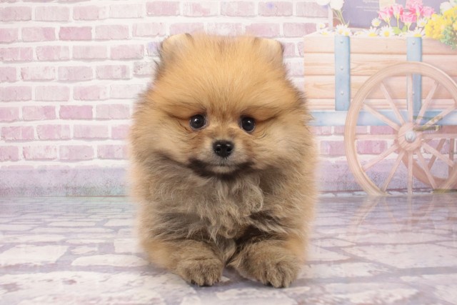 沖縄県のポメラニアン (Coo&RIKU沖縄浦添店/2025年6月4日生まれ/男の子/オレンジ)の子犬の1枚目の画像