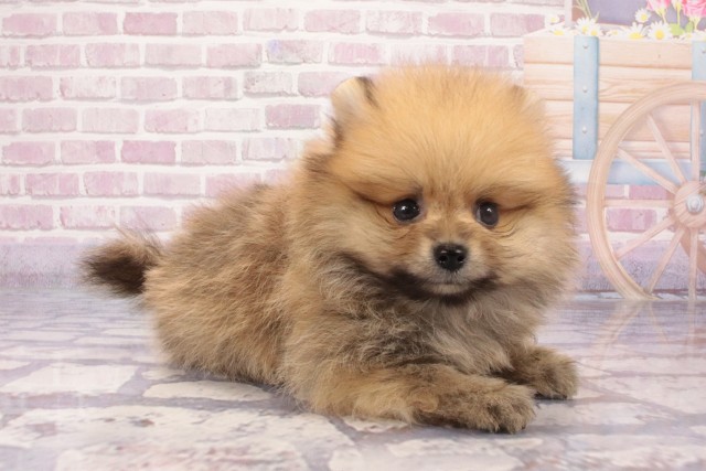 沖縄県のポメラニアン (Coo&RIKU沖縄浦添店/2025年6月4日生まれ/男の子/オレンジ)の子犬の2枚目の画像