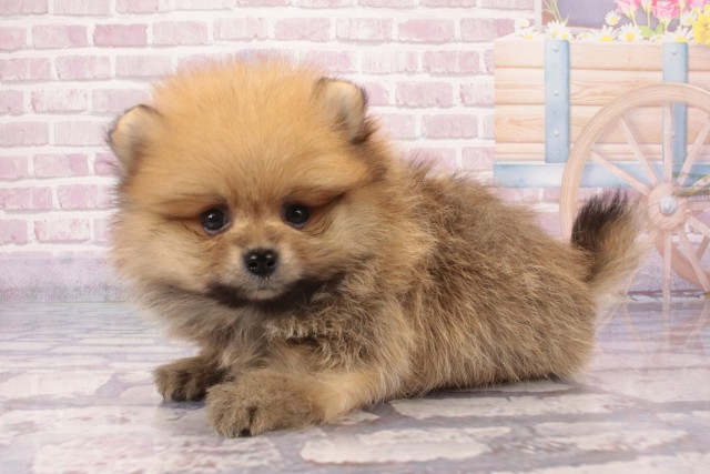 沖縄県のポメラニアン (Coo&RIKU沖縄浦添店/2025年6月4日生まれ/男の子/オレンジ)の子犬の3枚目の画像