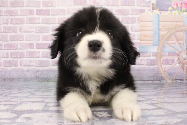 大阪府のボーダーコリー (Coo&RIKU天王寺店/2025年6月4日生まれ/女の子/ブラックホワイト)の子犬