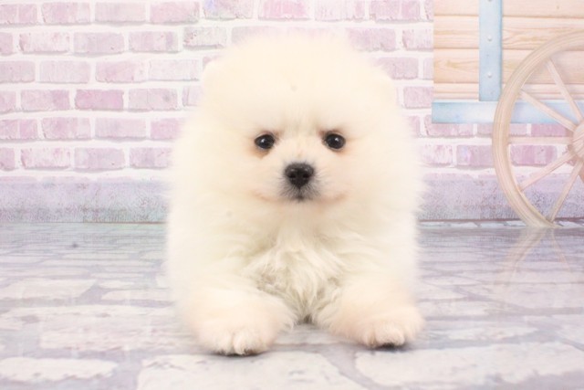 大阪府のポメラニアン (Coo&RIKU梅田店/2025年6月5日生まれ/女の子/クリーム)の子犬の1枚目の画像