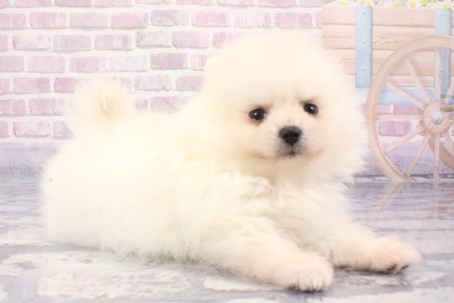 大阪府のポメラニアン (Coo&RIKU梅田店/2025年6月5日生まれ/女の子/クリーム)の子犬の2枚目の画像