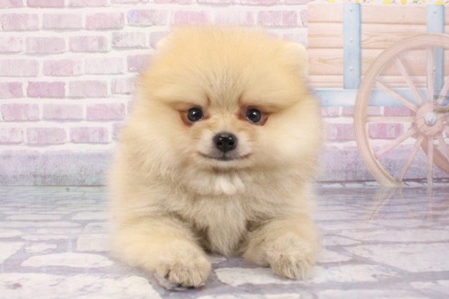 兵庫県のポメラニアン (Coo&RIKU三木店/2025年6月3日生まれ/男の子/クリームセーブル)の子犬の1枚目の画像