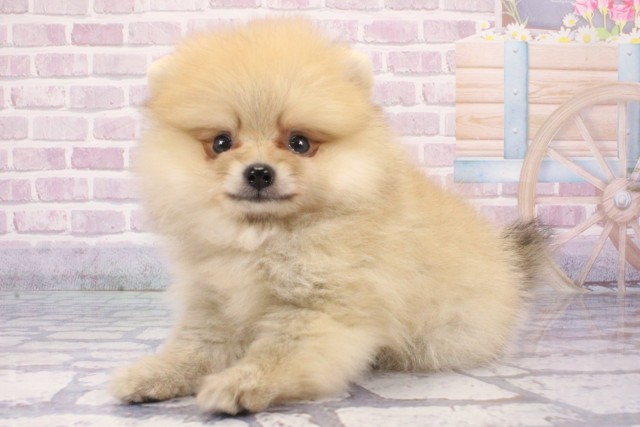 兵庫県のポメラニアン (Coo&RIKU三木店/2025年6月3日生まれ/男の子/クリームセーブル)の子犬の3枚目の画像