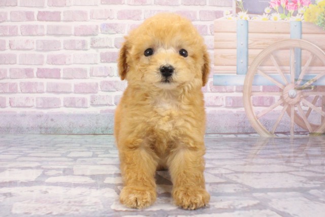 大阪府のトイプードル(トイ) (Coo&RIKU高槻店/2025年6月3日生まれ/女の子/オレンジフォーン)の子犬の1枚目の画像
