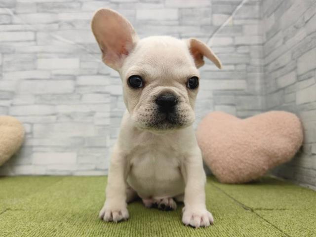 神奈川県のフレンチブルドッグ (Coo&RIKU小田原店/2025年6月5日生まれ/男の子/クリーム)の子犬の1枚目の画像