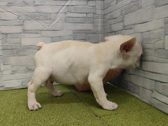 神奈川県のフレンチブルドッグ (Coo&RIKU小田原店/2025年6月5日生まれ/男の子/クリーム)の子犬の2枚目の画像