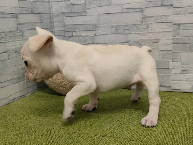 神奈川県のフレンチブルドッグ (Coo&RIKU小田原店/2025年6月5日生まれ/男の子/クリーム)の子犬の3枚目の画像