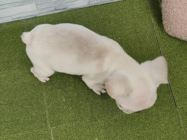 神奈川県のフレンチブルドッグ (Coo&RIKU小田原店/2025年6月5日生まれ/男の子/クリーム)の子犬の4枚目の画像