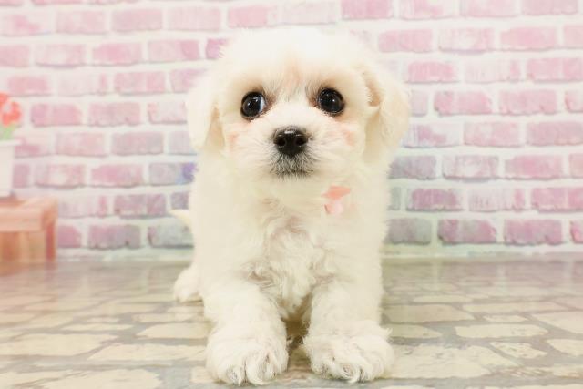 栃木県のビションフリーゼ (Coo&RIKU足利店/2025年6月3日生まれ/女の子/ホワイト)の子犬の1枚目の画像