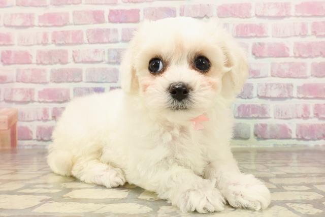 栃木県のビションフリーゼ (Coo&RIKU足利店/2025年6月3日生まれ/女の子/ホワイト)の子犬の3枚目の画像