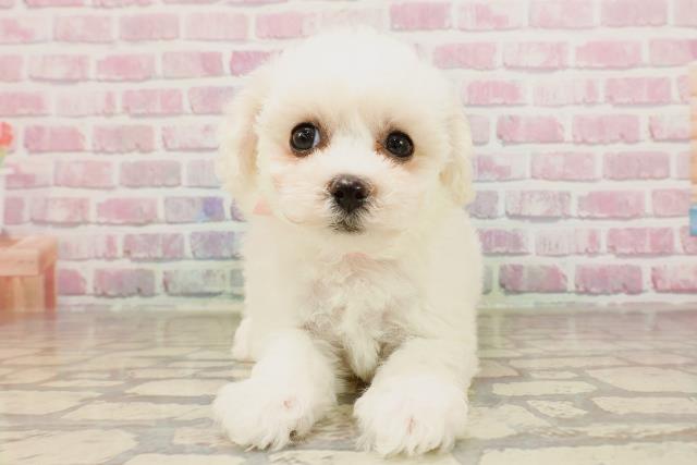 群馬県のビションフリーゼ (Coo&RIKU高崎店/2025年6月3日生まれ/女の子/ホワイト)の子犬の1枚目の画像
