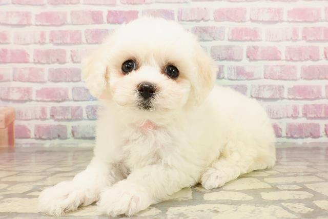 群馬県のビションフリーゼ (Coo&RIKU高崎店/2025年6月3日生まれ/女の子/ホワイト)の子犬の2枚目の画像
