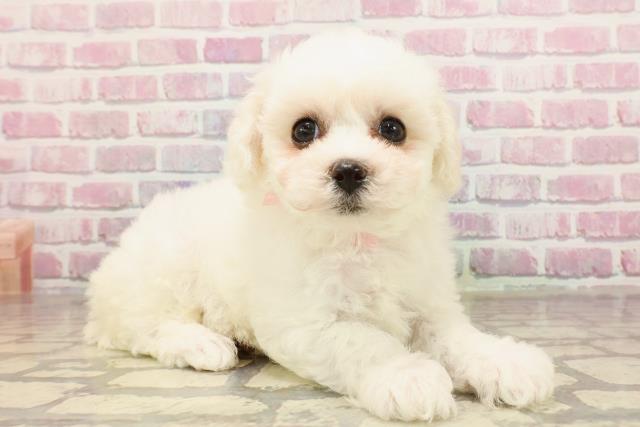 群馬県のビションフリーゼ (Coo&RIKU高崎店/2025年6月3日生まれ/女の子/ホワイト)の子犬の3枚目の画像