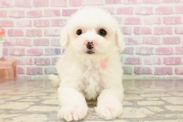 群馬県のビションフリーゼ (Coo&RIKU前橋店/2025年6月3日生まれ/女の子/ホワイト)の子犬の1枚目の画像
