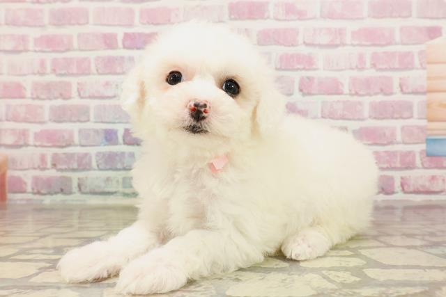 群馬県のビションフリーゼ (Coo&RIKU前橋店/2025年6月3日生まれ/女の子/ホワイト)の子犬の2枚目の画像