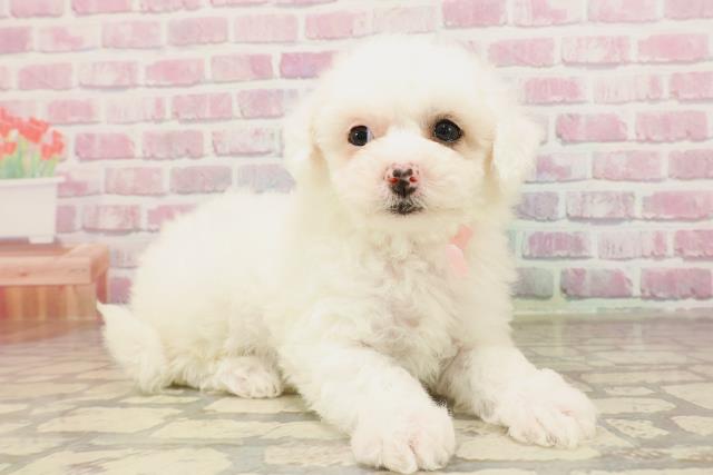 群馬県のビションフリーゼ (Coo&RIKU前橋店/2025年6月3日生まれ/女の子/ホワイト)の子犬の3枚目の画像