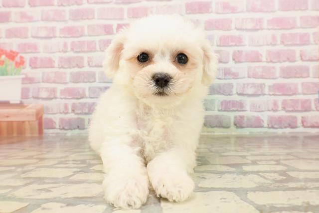 神奈川県のビションフリーゼ (Coo&RIKU小田原店/2025年6月3日生まれ/男の子/ホワイト)の子犬の1枚目の画像