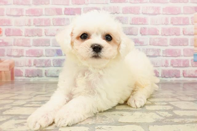神奈川県のビションフリーゼ (Coo&RIKU小田原店/2025年6月3日生まれ/男の子/ホワイト)の子犬の2枚目の画像