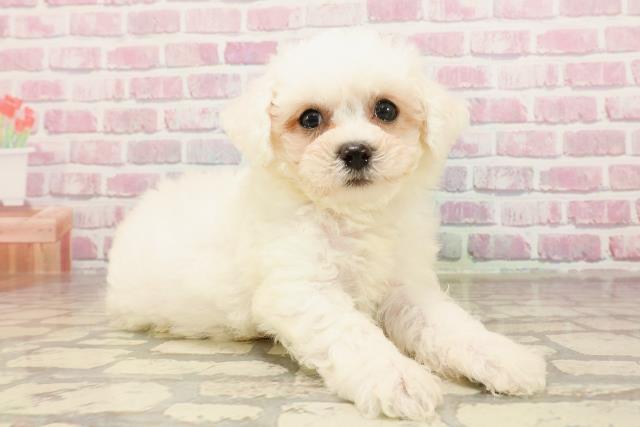 神奈川県のビションフリーゼ (Coo&RIKU小田原店/2025年6月3日生まれ/男の子/ホワイト)の子犬の3枚目の画像