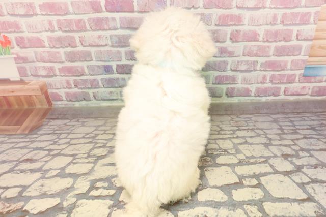 神奈川県のビションフリーゼ (Coo&RIKU小田原店/2025年6月3日生まれ/男の子/ホワイト)の子犬の4枚目の画像
