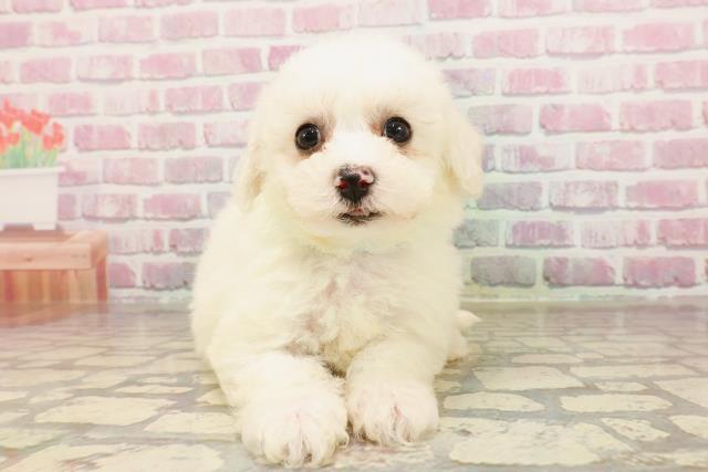 神奈川県のビションフリーゼ (Coo&RIKU江の島店/2025年6月3日生まれ/男の子/ホワイト)の子犬の1枚目の画像