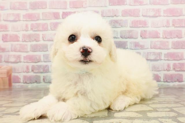 神奈川県のビションフリーゼ (Coo&RIKU江の島店/2025年6月3日生まれ/男の子/ホワイト)の子犬の2枚目の画像