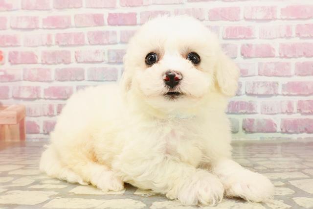 神奈川県のビションフリーゼ (Coo&RIKU江の島店/2025年6月3日生まれ/男の子/ホワイト)の子犬の3枚目の画像
