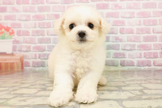 神奈川県のビションフリーゼ (Coo&RIKU横浜港南台店/2025年6月4日生まれ/女の子/ホワイト)の子犬の1枚目の画像