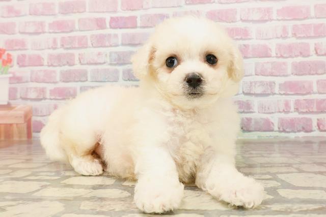 神奈川県のビションフリーゼ (Coo&RIKU横浜港南台店/2025年6月4日生まれ/女の子/ホワイト)の子犬の3枚目の画像