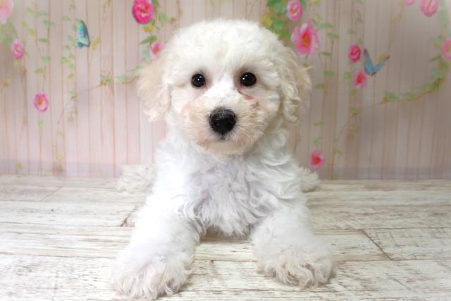 北海道のビションフリーゼ (Coo&RIKU室蘭店/2025年6月2日生まれ/男の子/ホワイト)の子犬の1枚目の画像