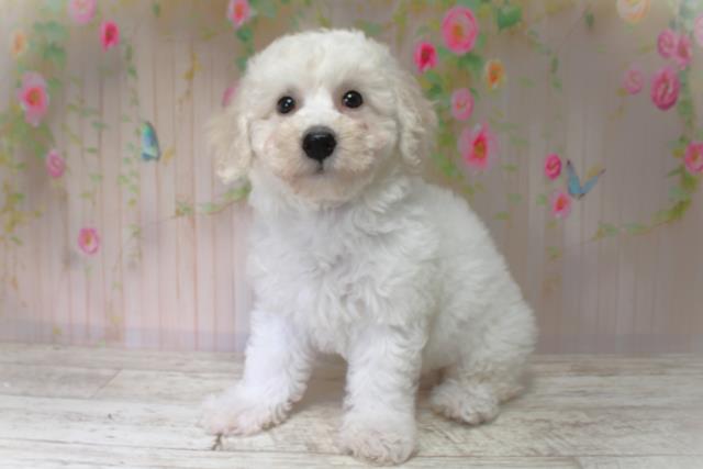 北海道のビションフリーゼ (Coo&RIKU室蘭店/2025年6月2日生まれ/男の子/ホワイト)の子犬の2枚目の画像