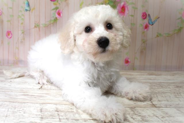 北海道のビションフリーゼ (Coo&RIKU室蘭店/2025年6月2日生まれ/男の子/ホワイト)の子犬の3枚目の画像