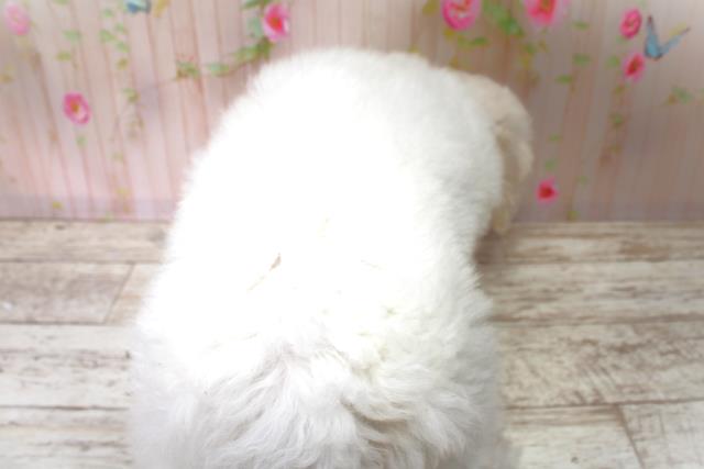北海道のビションフリーゼ (Coo&RIKU室蘭店/2025年6月2日生まれ/男の子/ホワイト)の子犬の4枚目の画像