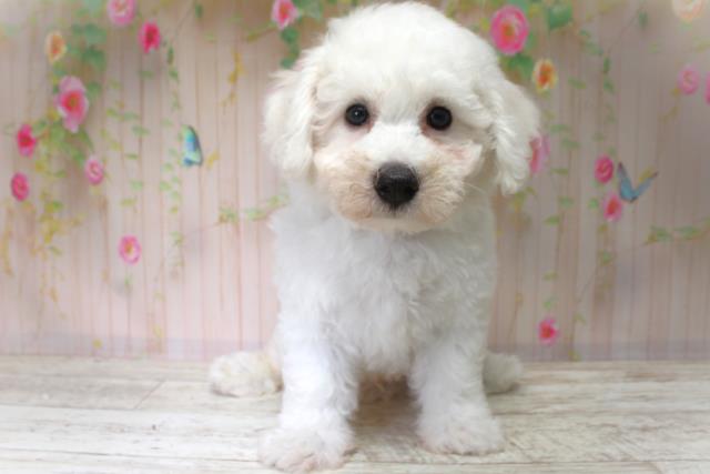 北海道のビションフリーゼ (Coo&RIKU旭川店/2025年6月2日生まれ/男の子/ホワイト)の子犬の1枚目の画像
