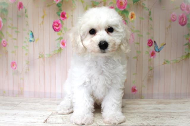 北海道のビションフリーゼ (Coo&RIKU北見店/2025年6月2日生まれ/女の子/ホワイト)の子犬の1枚目の画像