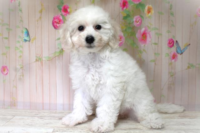 北海道のビションフリーゼ (Coo&RIKU北見店/2025年6月2日生まれ/女の子/ホワイト)の子犬の2枚目の画像