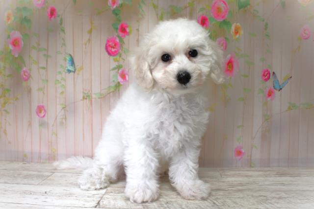 北海道のビションフリーゼ (Coo&RIKU北見店/2025年6月2日生まれ/女の子/ホワイト)の子犬の3枚目の画像