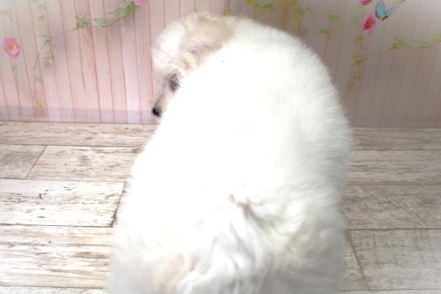 北海道のビションフリーゼ (Coo&RIKU北見店/2025年6月2日生まれ/女の子/ホワイト)の子犬の4枚目の画像