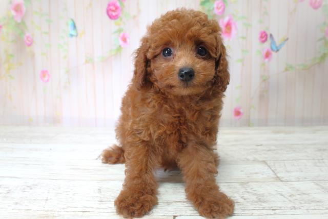 北海道のトイプードル(トイ) (Coo&RIKU室蘭店/2025年6月6日生まれ/男の子/レッド)の子犬の1枚目の画像