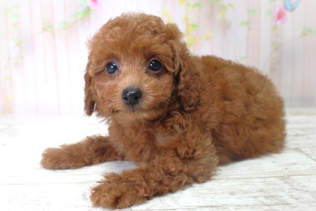 北海道のトイプードル(トイ) (Coo&RIKU室蘭店/2025年6月6日生まれ/男の子/レッド)の子犬の2枚目の画像