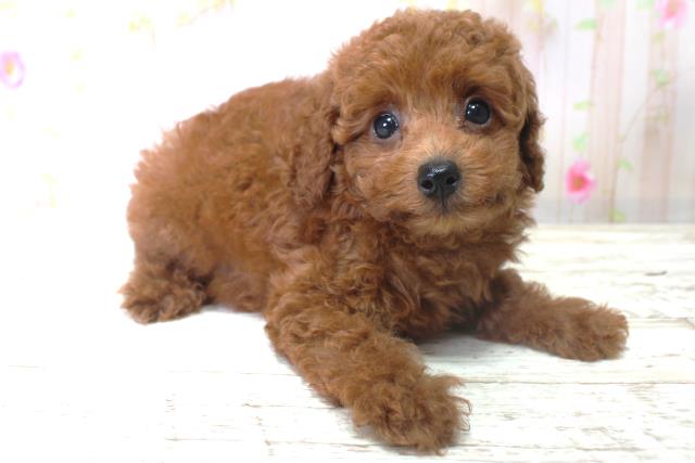 北海道のトイプードル(トイ) (Coo&RIKU室蘭店/2025年6月6日生まれ/男の子/レッド)の子犬の3枚目の画像