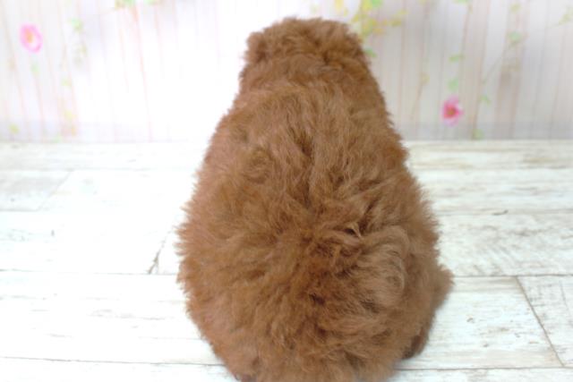 北海道のトイプードル(トイ) (Coo&RIKU室蘭店/2025年6月6日生まれ/男の子/レッド)の子犬の4枚目の画像