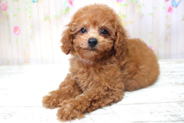 北海道のトイプードル(トイ) (Coo&RIKU室蘭店/2025年6月6日生まれ/女の子/レッド)の子犬の2枚目の画像