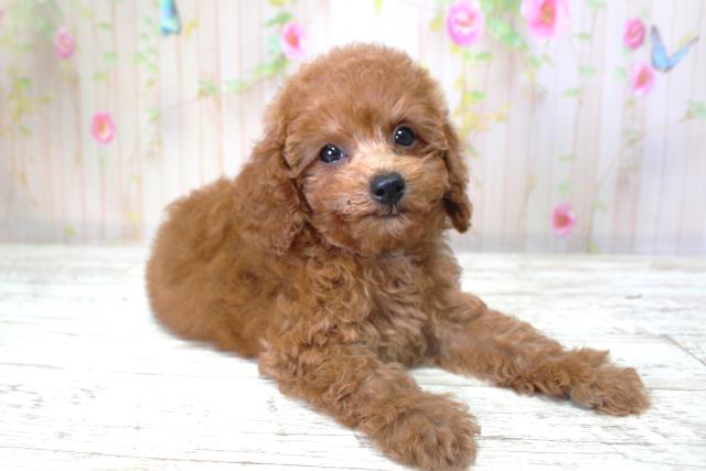 北海道のトイプードル(トイ) (Coo&RIKU室蘭店/2025年6月6日生まれ/女の子/レッド)の子犬の3枚目の画像
