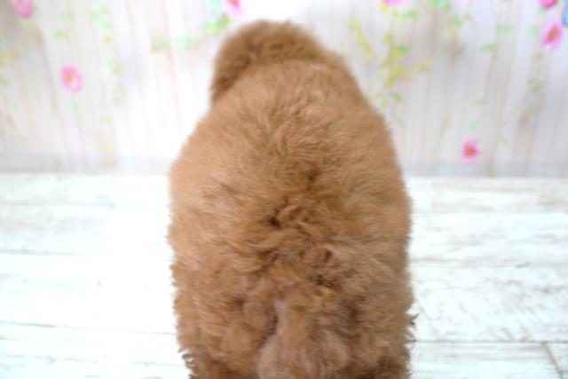 北海道のトイプードル(トイ) (Coo&RIKU室蘭店/2025年6月6日生まれ/女の子/レッド)の子犬の4枚目の画像