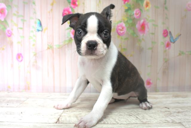 北海道のボストンテリア (Coo&RIKU札幌西店/2025年6月6日生まれ/女の子/ボストンカラー)の子犬の2枚目の画像