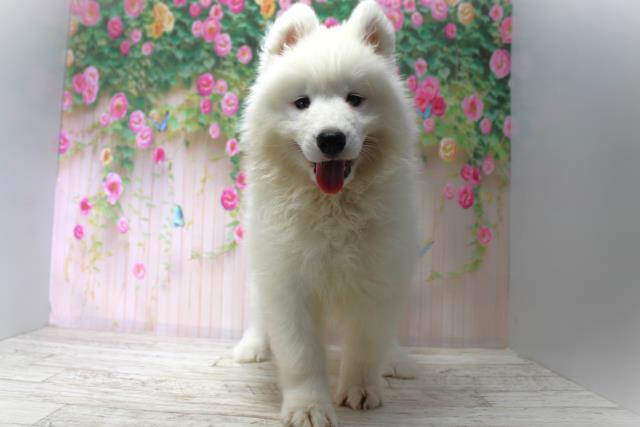 北海道のサモエド (Coo&RIKU函館店/2025年6月5日生まれ/男の子/ホワイト)の子犬の1枚目の画像